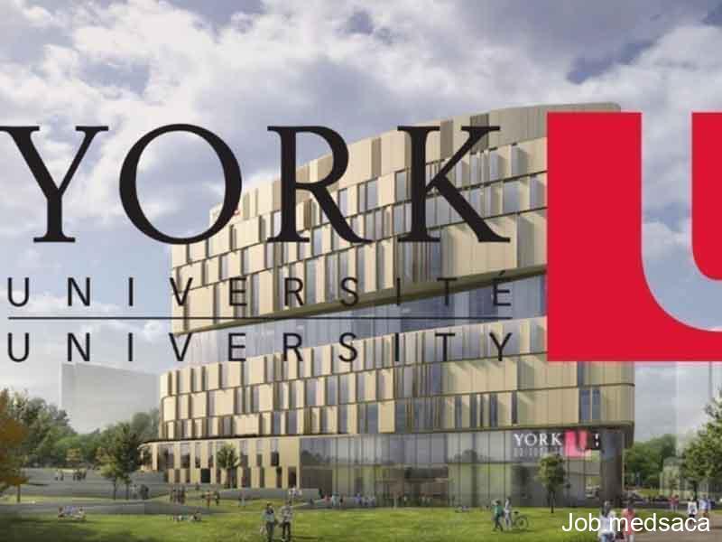 York University International